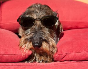 Cane bassotto con occhiali da sole a riposo sul divano